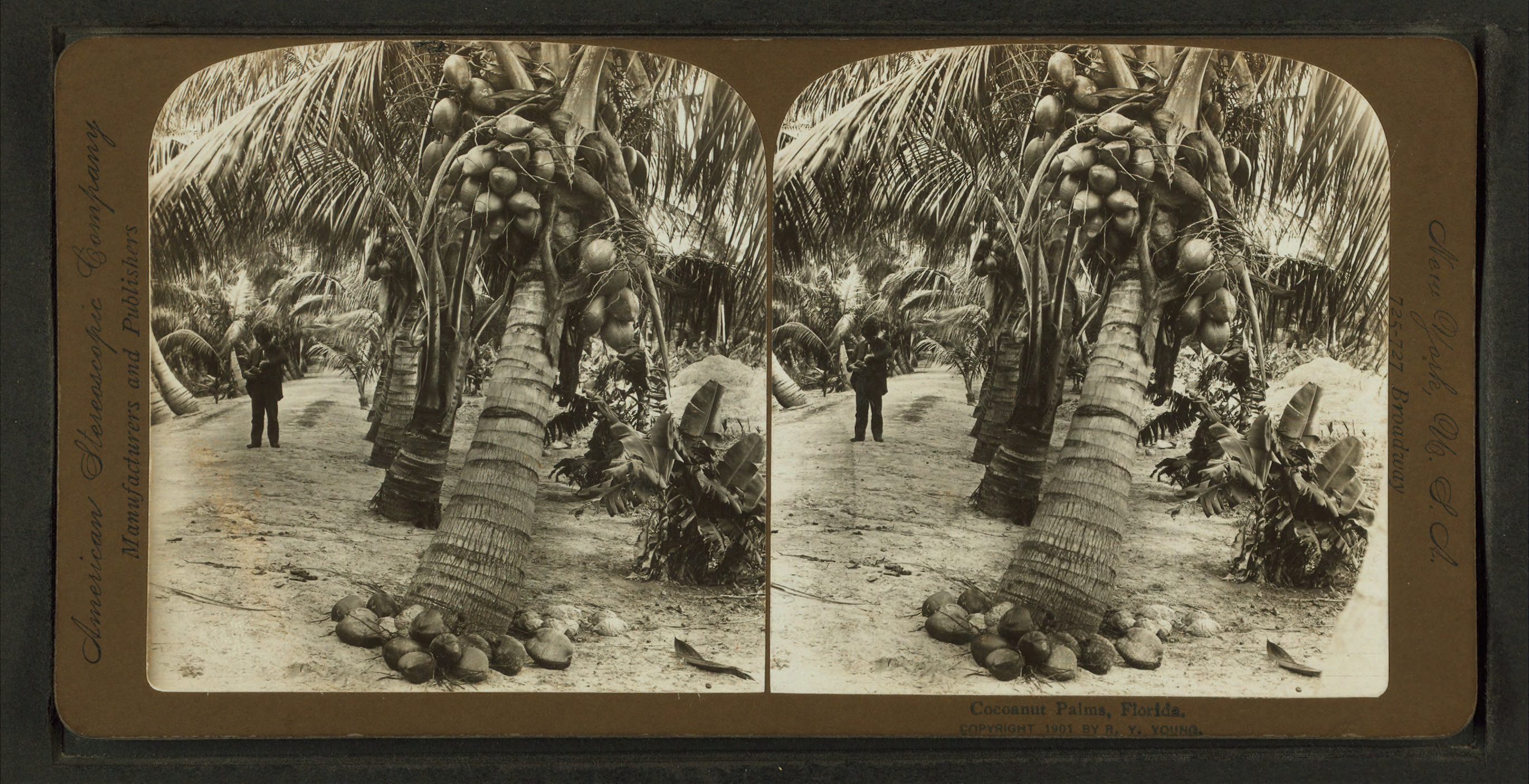 American Stereoscopic Company stereocard