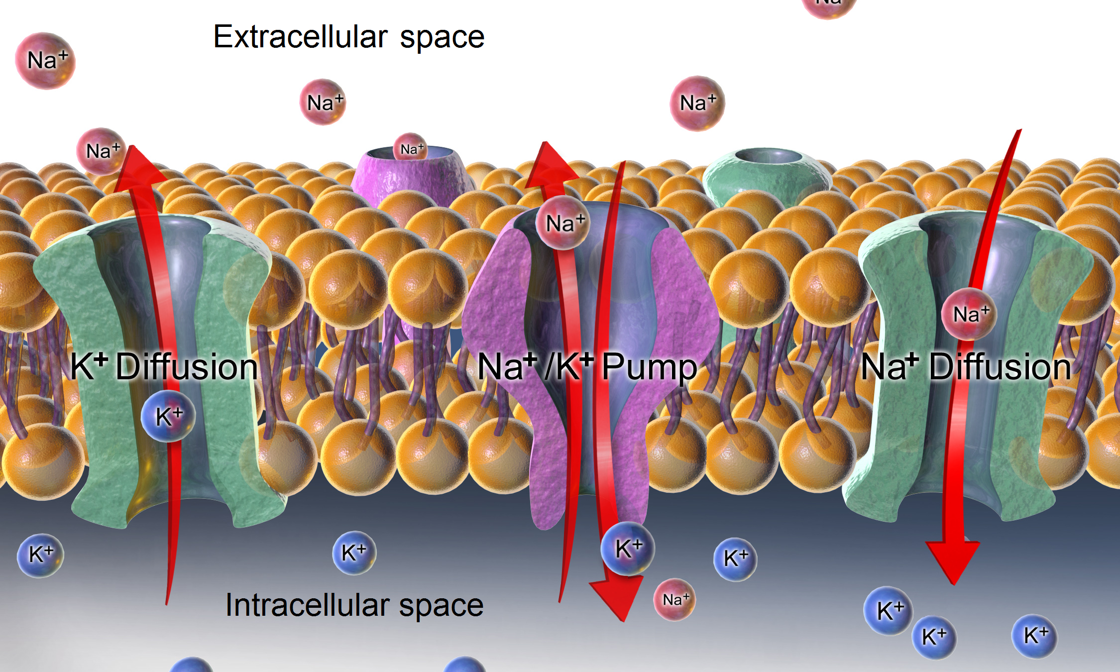 250|The -ATPase, as well as effects of diffusion of the involved ions maintain the resting potential across the membranes.