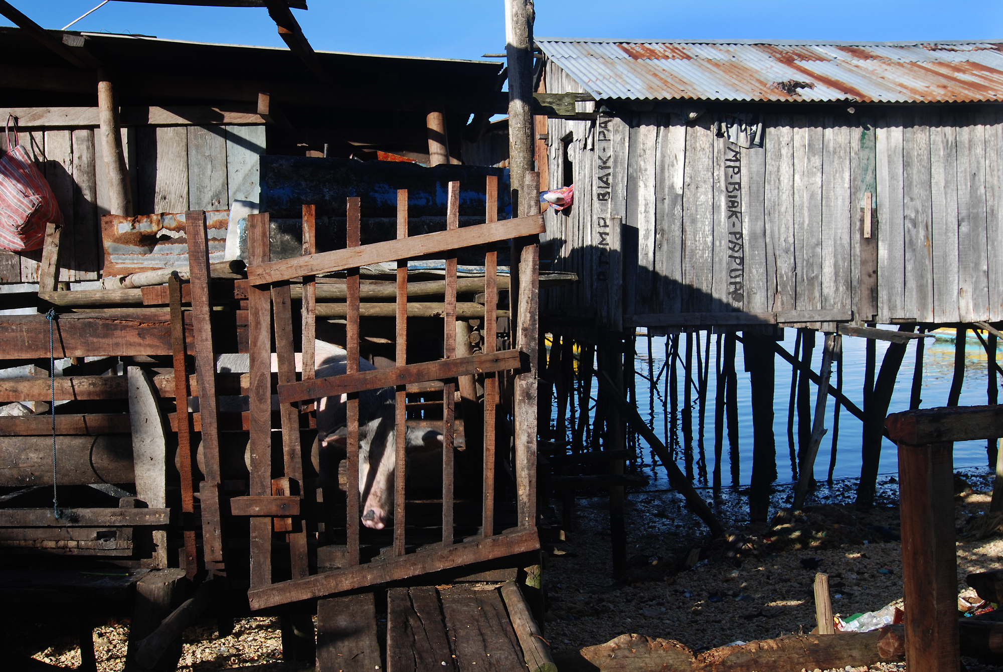 A house on the shore of Biak beach with livestock next to the house.
