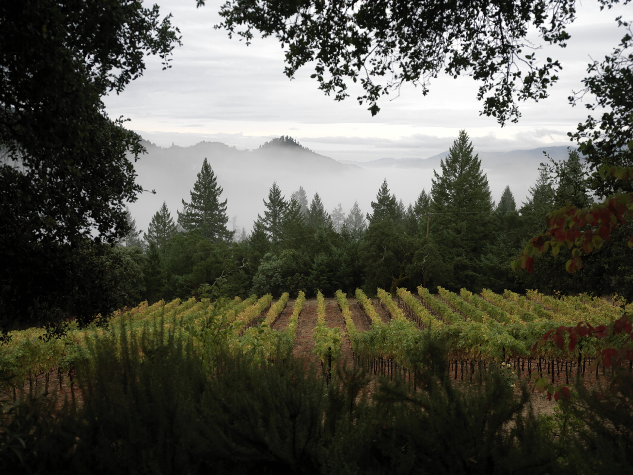 Cloudy's Vineyard at Bacio Divino Cellars Calistoga, Napa County, California