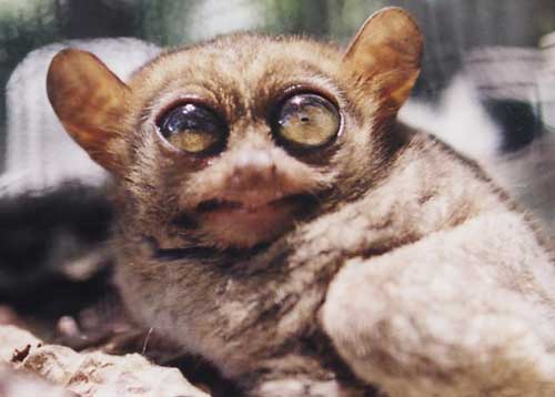 Tarsier more images