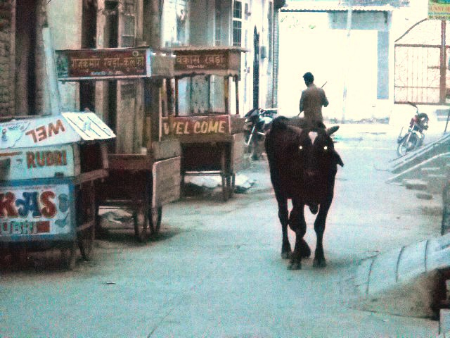 A stray cow freely wandering