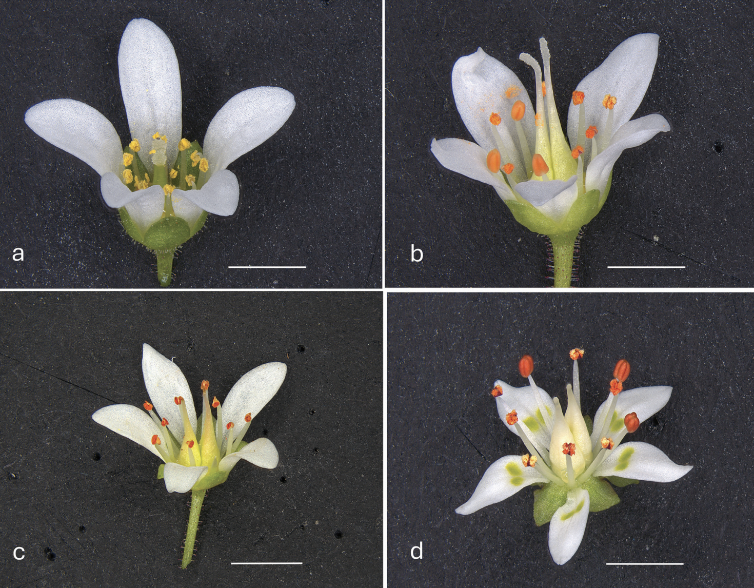 Micranthes scopularum