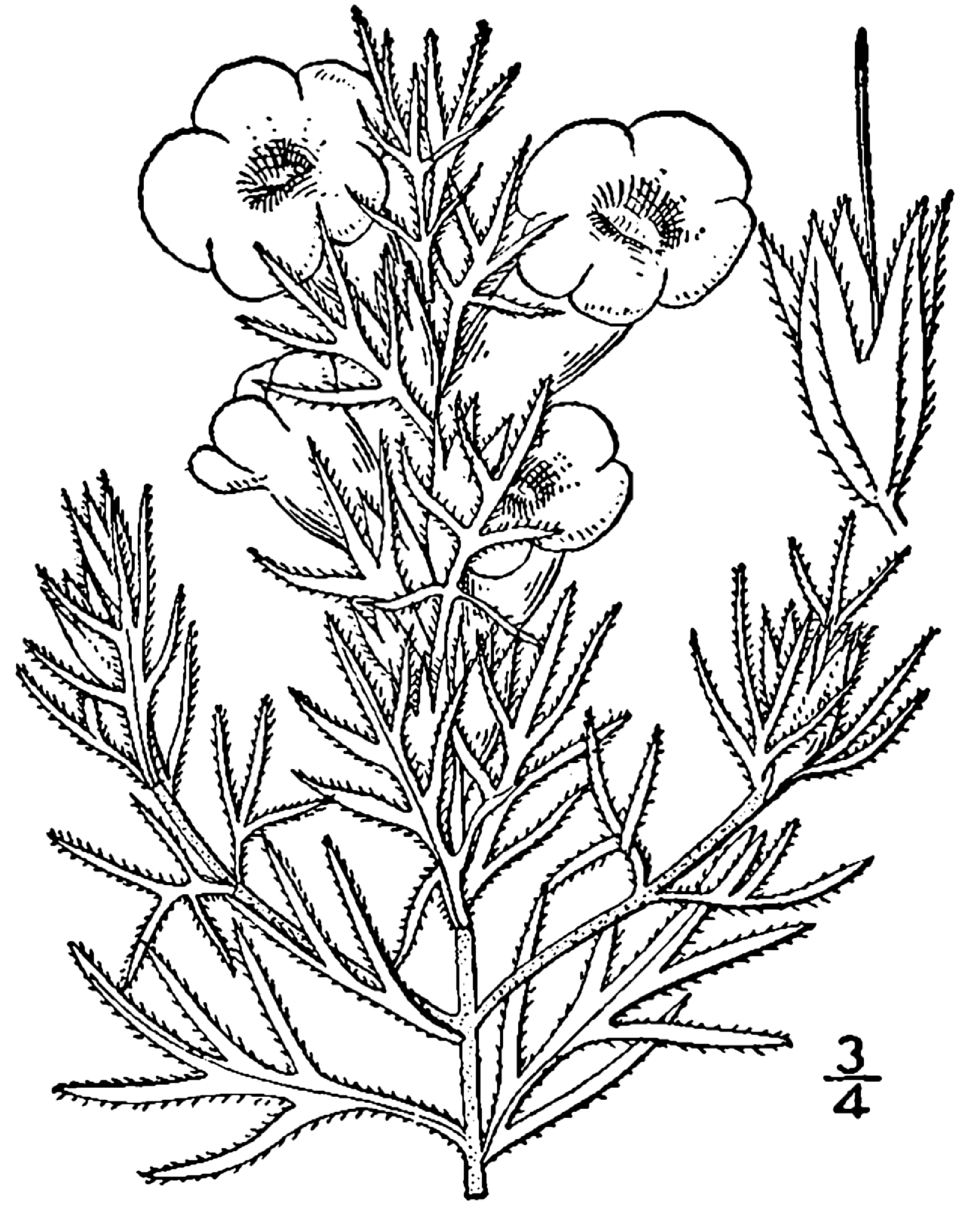 Agalinis densiflora