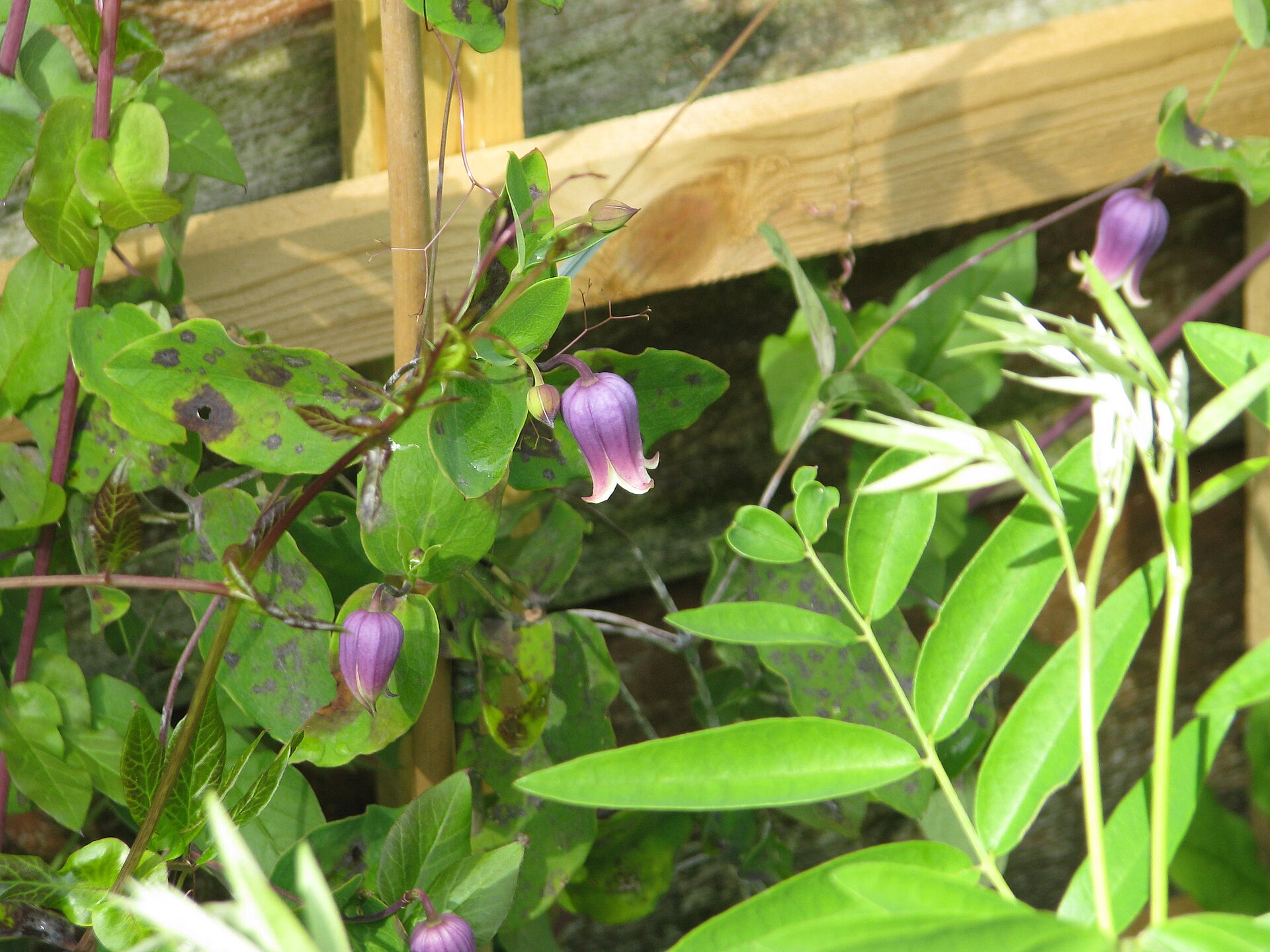 Clematis addisonii