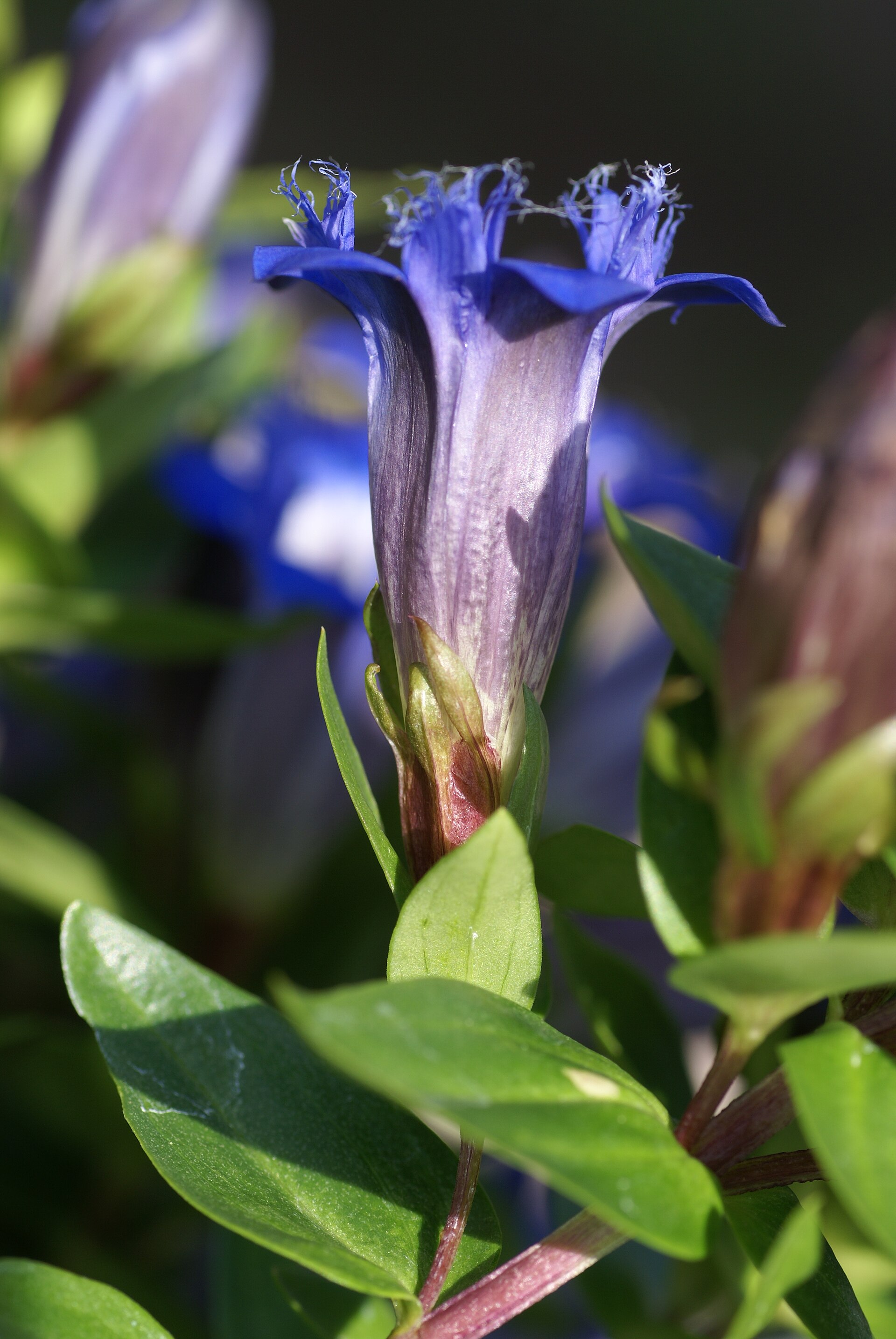 Gentiana affinis