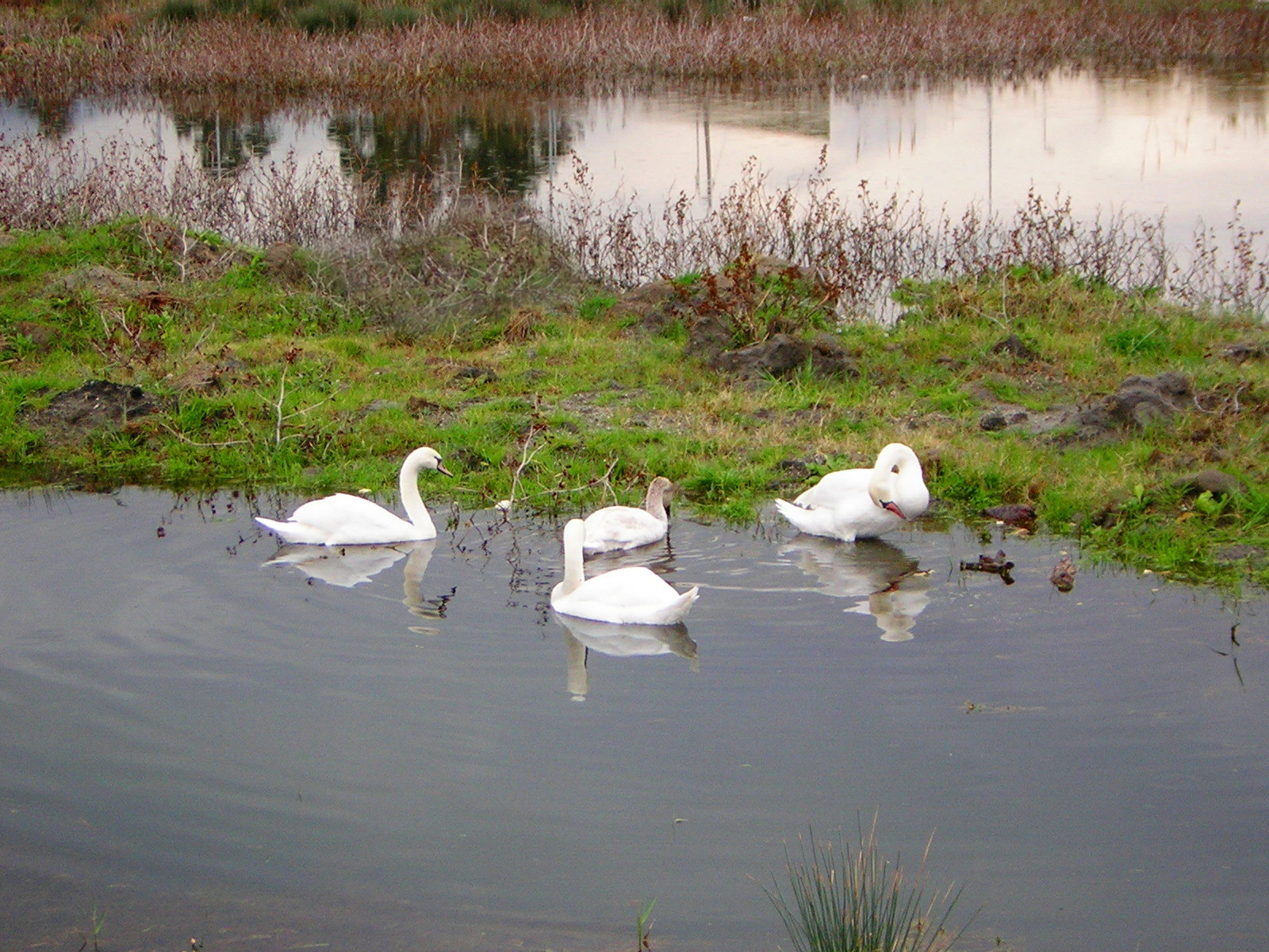 Group of mute swans in the marsh environments of the valley in 2006