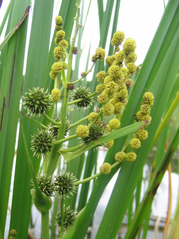 Bur reed