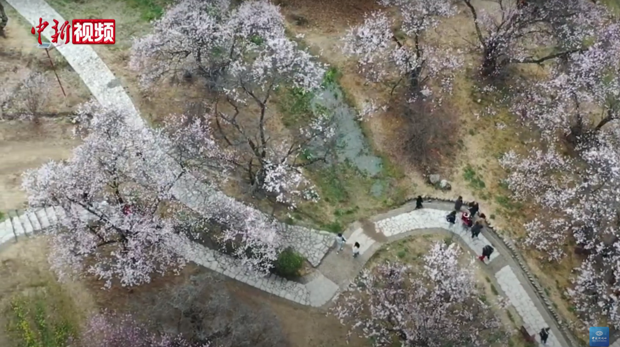 2024 Nyingchi Peach Blossom Festival