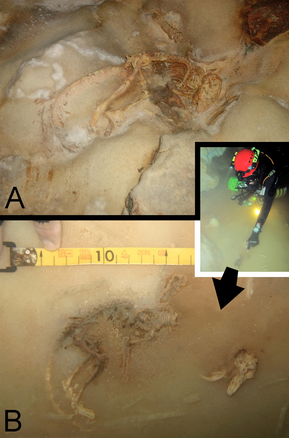 Articulated remains of the extinct dormouse Hypnomys morpheus preserved by flowstone in Cova des Pas de Vallgornera.