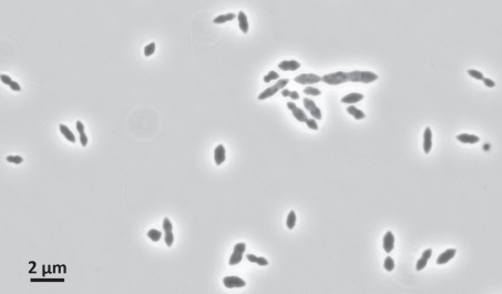  thumb | right | alt=Oliverpabstia intestinalis | Oliverpabstia intestinalis