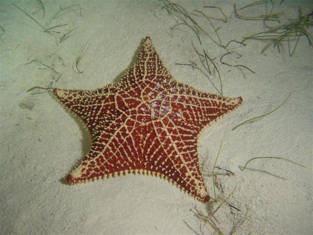 Oreaster reticulatus Oreaster reticulatus