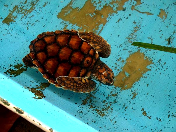 Green sea turtle (Chelonia mydas)