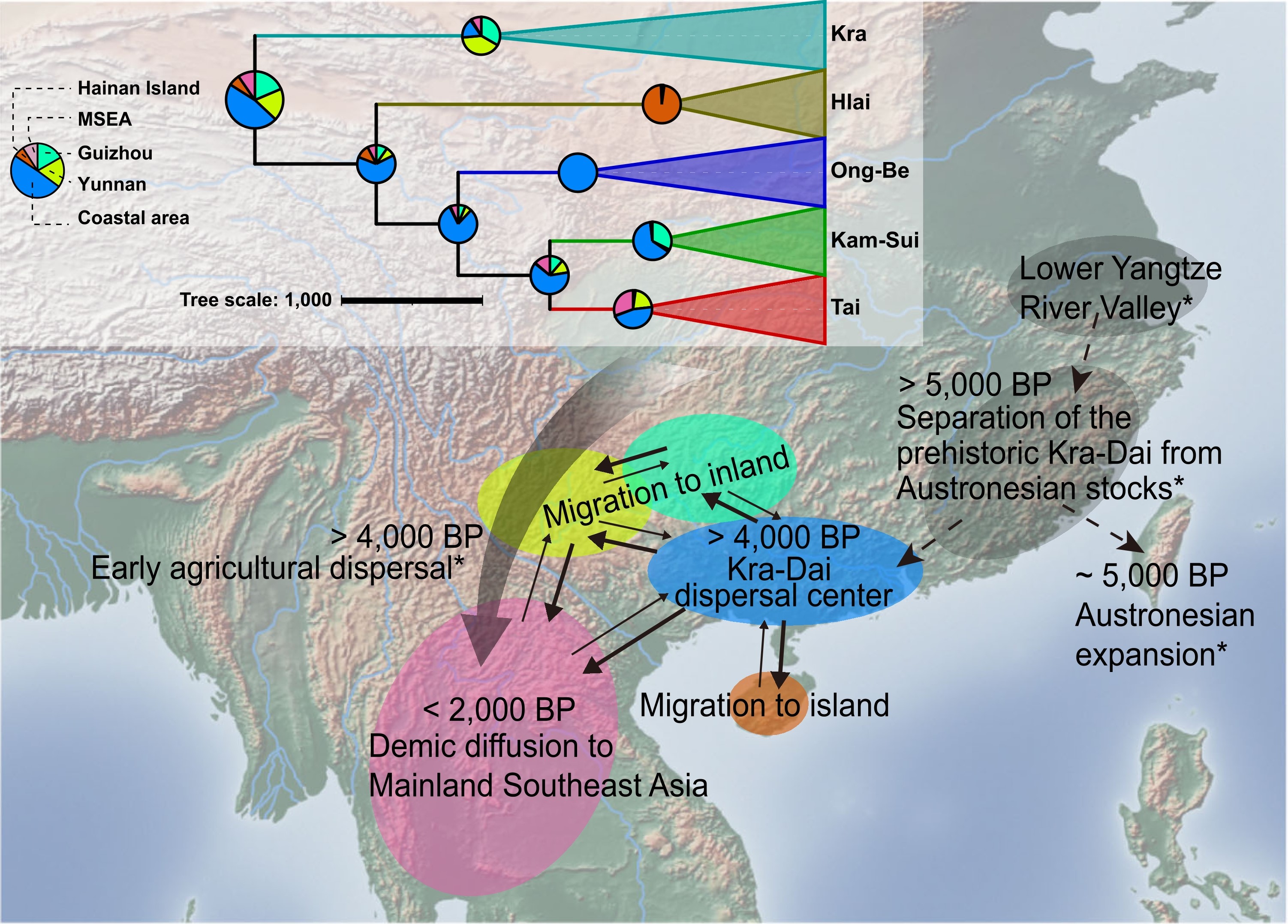 Inferred prehistoric dispersal routes and ancestral homeland of Kra-Dai languages based on discrete phylogeographic analysis. The coastal area of South China (Guangxi-Guangdong) is resolved as the most probable origin (~47% probability) around 4,000 years BP, followed by radial expansions represented by the solid arrows into Hainan Island, inland Southwest China, and Mainland Southeast Asia.