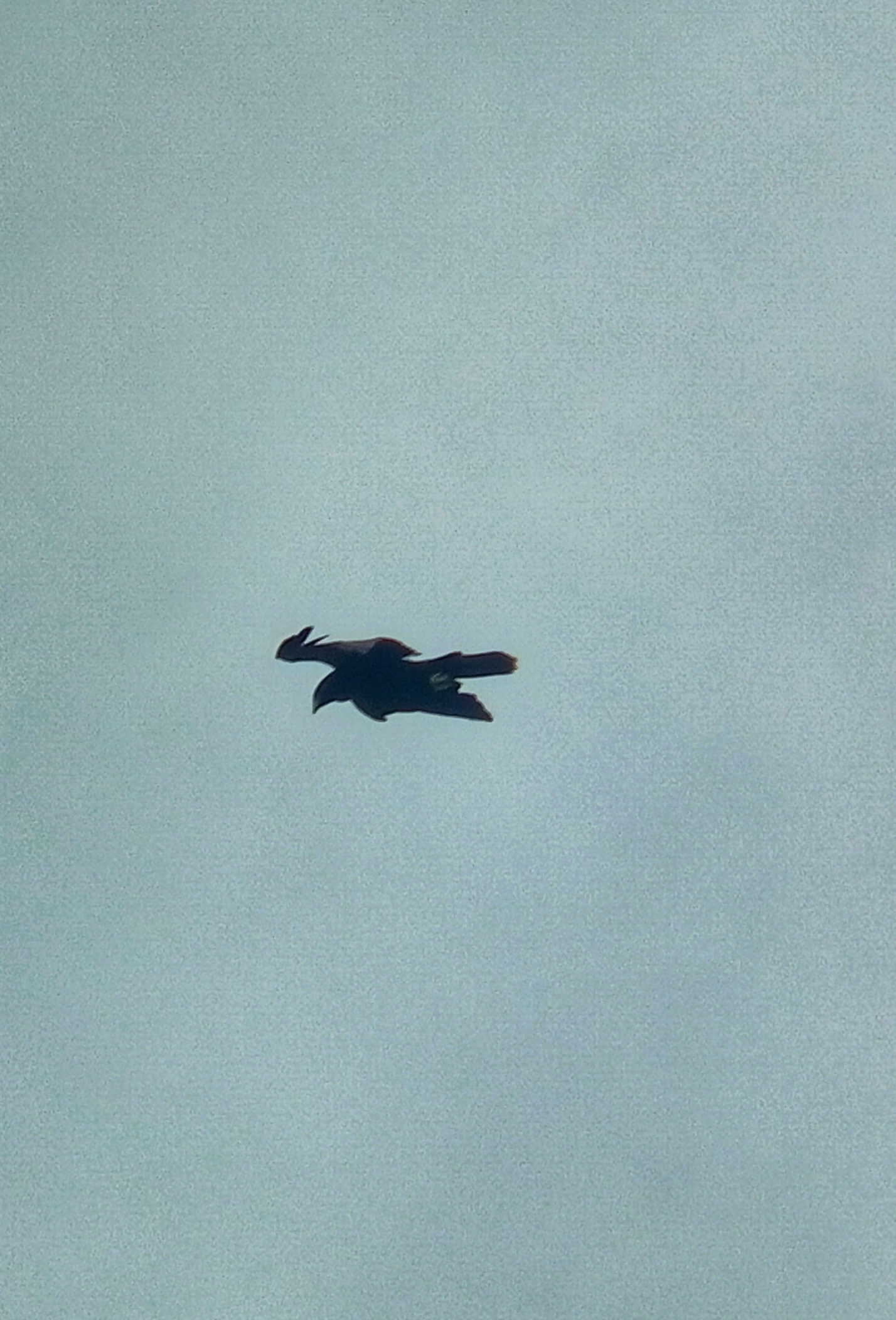BLACK EAGLES SPARRING CEBU CITY, PHILIPPINES 1998