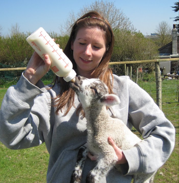 Bottle Feeding and Orphan Lamb