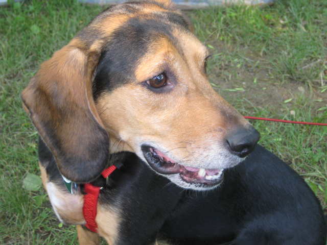 A brown and black bagle hound. A brown and black bagle hound.