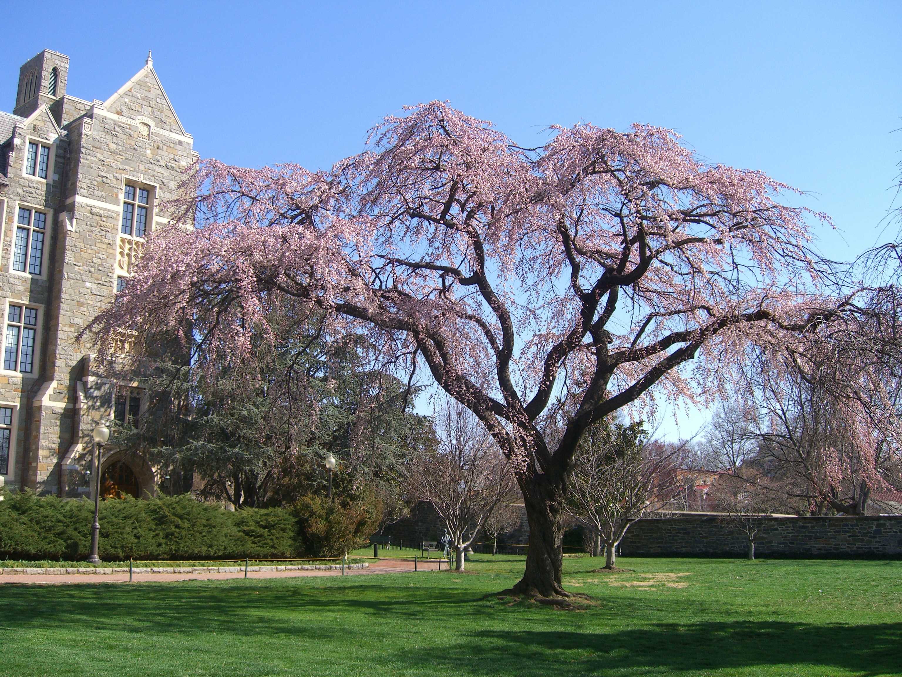 Georgetown University