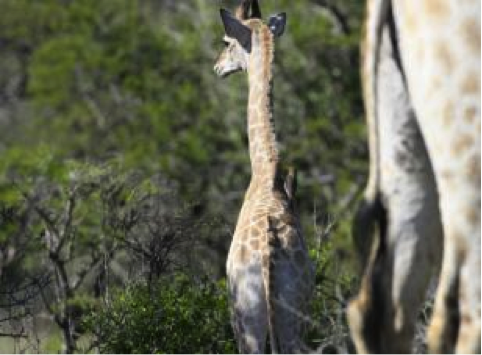 Giraffe Giraffe