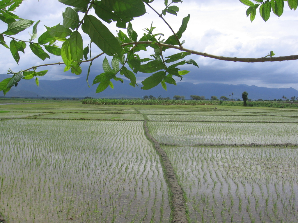 Gobichettipalayam paddy fields