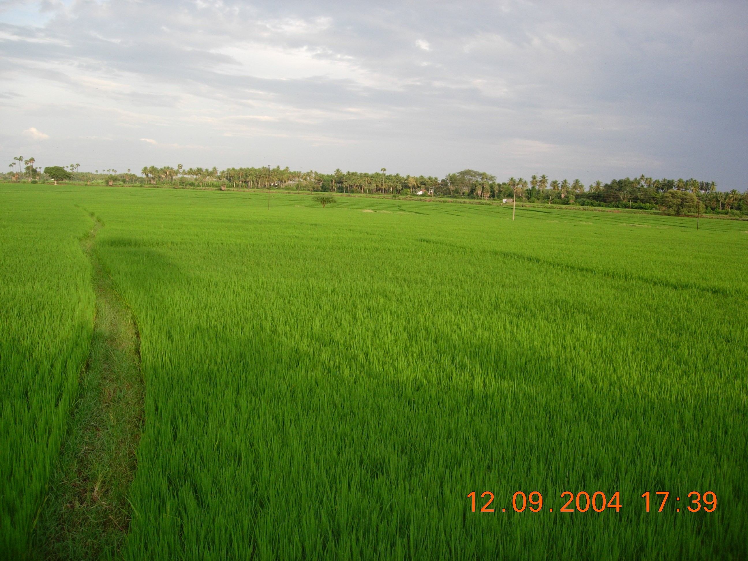 Gobichettipalayam Paddy Fields