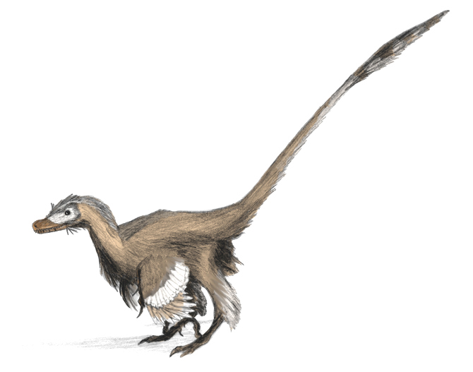 Velociraptor mongoliensis restored with large wing feathers, as evidenced by fossil quill knobs.