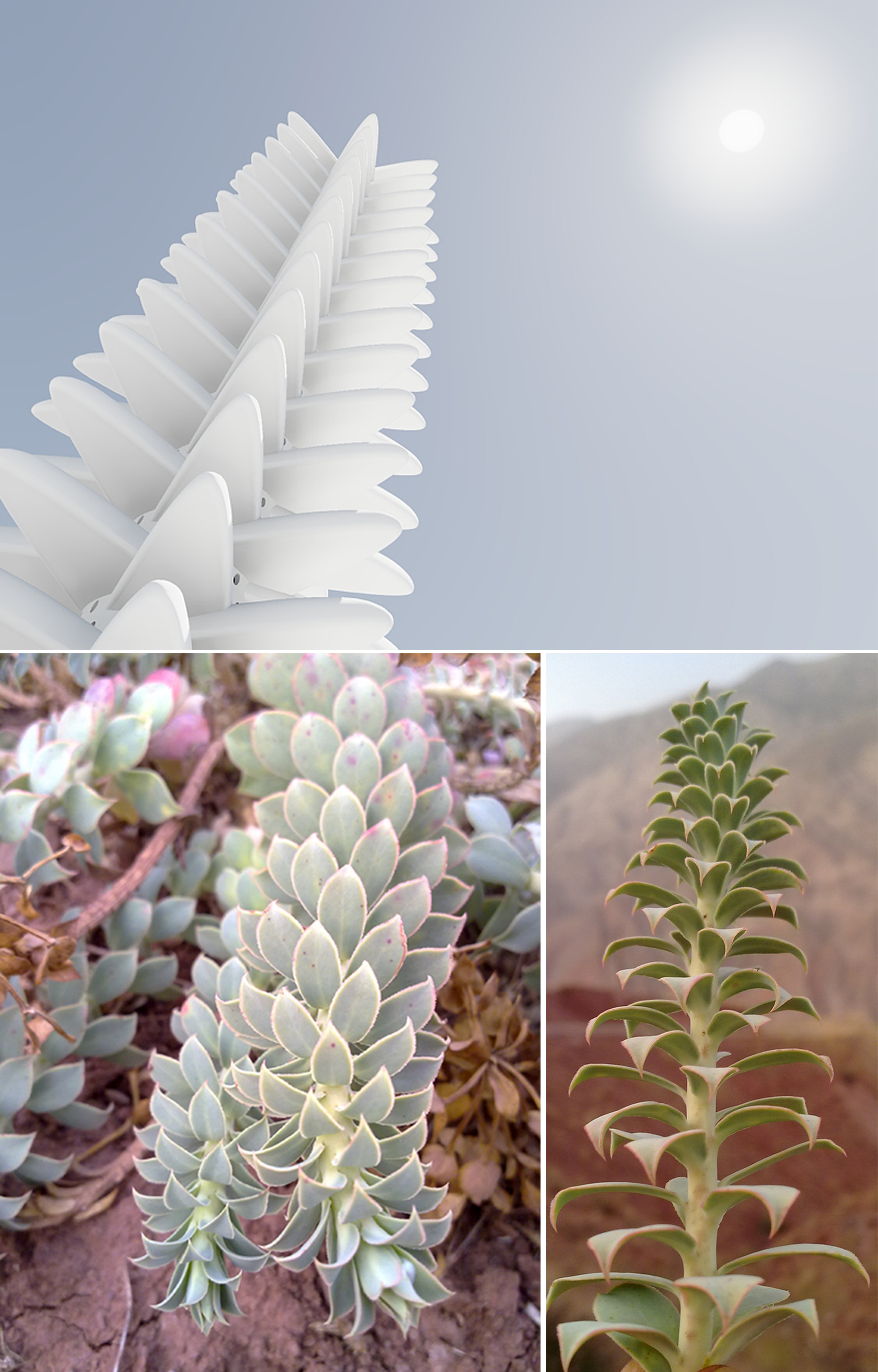 Utilization of natural climatic energy in a Phyllotaxy Tower