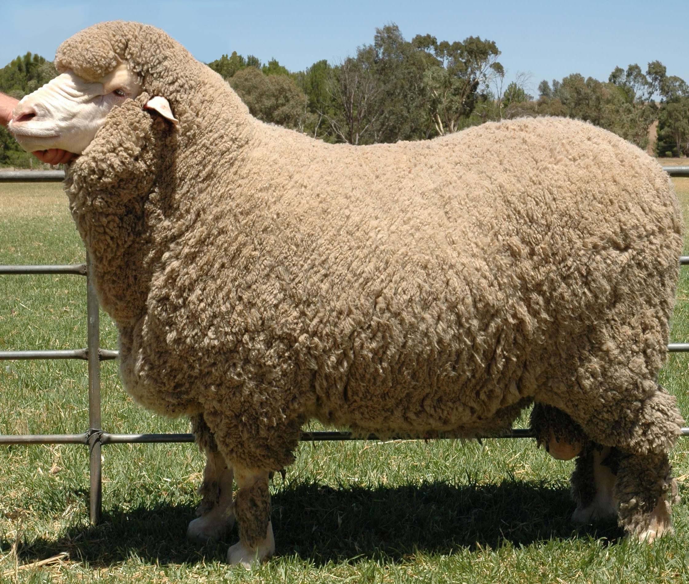 Merino Ram, the breed is prized for it's wool